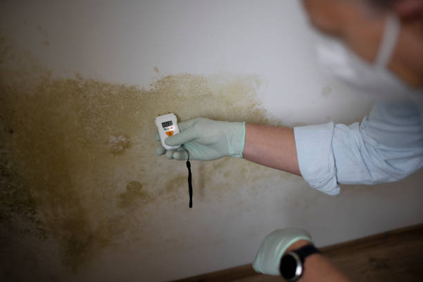 Best Attic Mold Remediation in Foxfire, NC