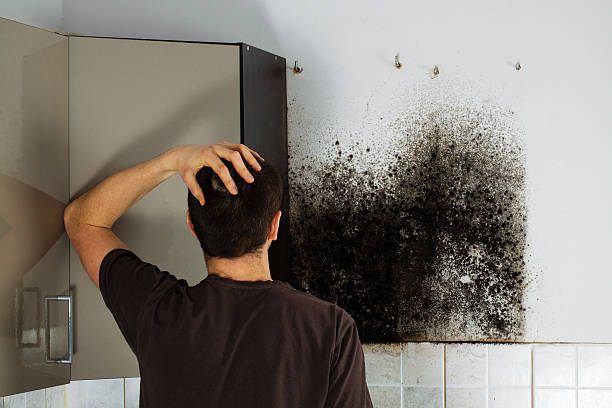 Best Emergency Mold Remediation in Foxfire, NC